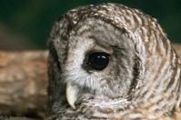 ISO 16000, 1/100 sec at f / 6.3, 300 mm