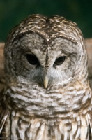 ISO 16000, 1/80 sec at f / 6.3, 270 mm