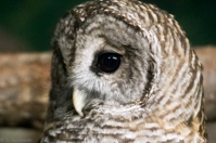 ISO 16000, 1/100 sec at f / 6.3, 320 mm