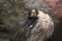 ISO 800, 1/200 sec at f / 5.6, 320 mm