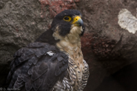 ISO 800, 1/250 sec at f / 5.6, 400 mm