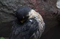 ISO 800, 1/200 sec at f / 5.6, 400 mm