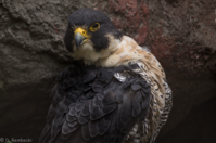ISO 800, 1/200 sec at f / 5.6, 400 mm