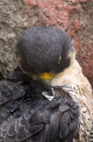 ISO 800, 1/250 sec at f / 5.6, 400 mm
