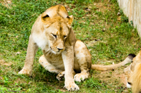 ISO 800, 1/250 sec at f / 5.6, 300 mm