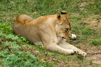 ISO 800, 1/500 sec at f / 5.6, 180 mm