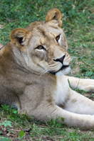 ISO 800, 1/320 sec at f / 5.6, 400 mm