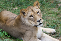 ISO 800, 1/320 sec at f / 5.6, 400 mm