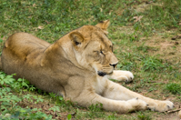 ISO 800, 1/320 sec at f / 5.6, 400 mm