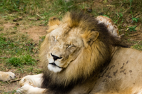ISO 800, 1/320 sec at f / 5.6, 400 mm